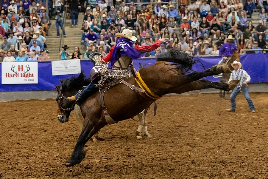 A rodeo rider competes in saddle bronc riding as the audience watches intently.